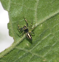 Cosmophasis thalassina