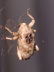 Mitrastethus baridioides