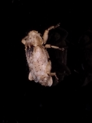 Mitrastethus baridioides