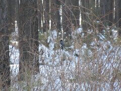 Pyrrhula pyrrhula cineracea