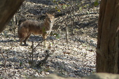 Canis aureus indicus