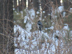 Pyrrhula pyrrhula cineracea