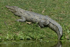 Crocodylus palustris