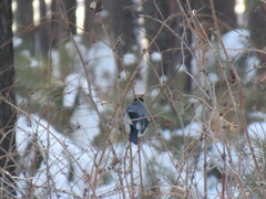 Pyrrhula pyrrhula cineracea