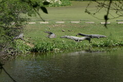 Crocodylus palustris