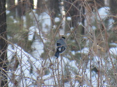 Pyrrhula pyrrhula cineracea