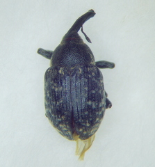 Larinus iaceae