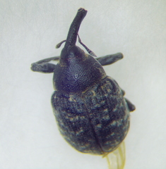Larinus iaceae