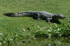 Crocodylus palustris