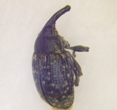 Larinus iaceae