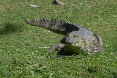 Crocodylus palustris