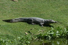 Crocodylus palustris