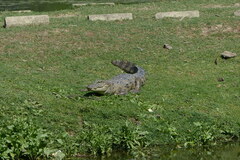 Crocodylus palustris