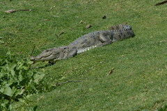Crocodylus palustris