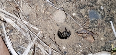 Portacosa cinerea