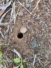Portacosa cinerea