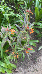 Asclepias curassavica