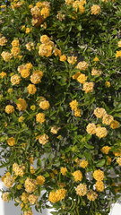 Lantana × hybrida