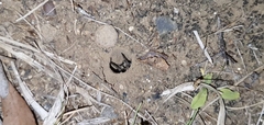 Portacosa cinerea
