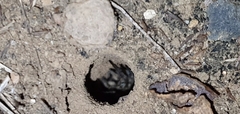 Portacosa cinerea