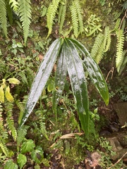 Ardisia crispa