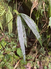 Ardisia crispa