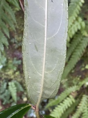 Ardisia crispa