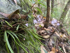 Sarcochilus ceciliae