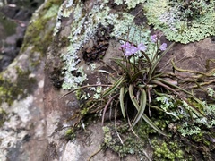 Sarcochilus ceciliae
