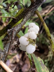 Rhynchotechum discolor