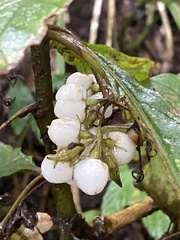 Rhynchotechum discolor