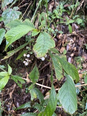 Rhynchotechum discolor