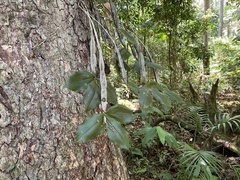 Dendrobium tetragonum