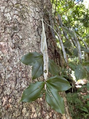 Dendrobium tetragonum