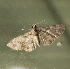 Chloroclystis mniochroa