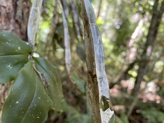Dendrobium tetragonum