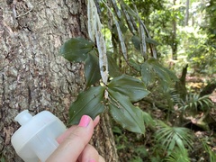 Dendrobium tetragonum