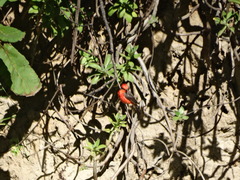 Pyrocephalus rubinus