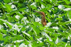 Ixobrychus cinnamomeus