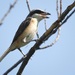 Philippine Brown Shrike - Photo (c) Sam Hambly, some rights reserved (CC BY-NC), uploaded by Sam Hambly