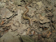 Riopa albopunctata