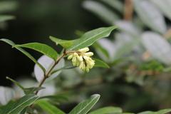 Ligustrum leucanthum