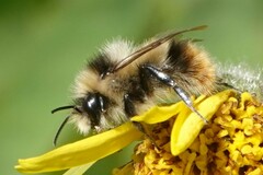Bombus mixtus
