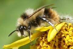 Bombus mixtus