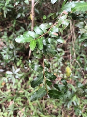 Ochna arborea