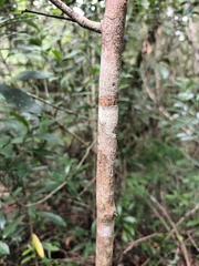 Ochna arborea