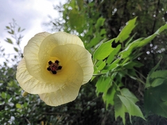 Hibiscus ludwigii