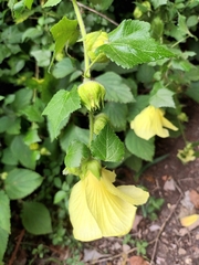 Hibiscus ludwigii