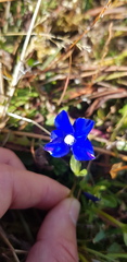 Gentiana bavarica bavarica