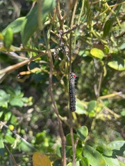 Hecatesia fenestrata